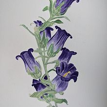 My project for course: Botanical Illustration with Watercolors. Un proyecto de Ilustración tradicional, Bellas Artes, Pintura, Dibujo, Pintura a la acuarela e Ilustración botánica de Anna Petrikova - 30.07.2022