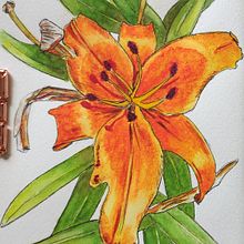 My project for course: Illustrating Nature with Watercolor and Pen. Un proyecto de Ilustración tradicional, Bellas Artes, Pintura, Dibujo, Pintura a la acuarela e Ilustración botánica de Renata Brito - 30.07.2022