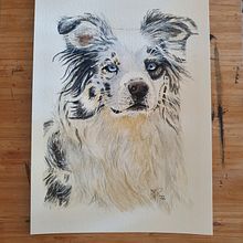 AUSTRALIAN SHEPHERD KYRA portrait in watercolor. Design, Traditional illustration, Watercolor Painting, Realistic Drawing, and Painting project by Henriëtte Doornwaard - 07.16.2022