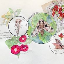 My project for course: Naturalist Journaling with Watercolor. Projekt z dziedziny Trad, c, jna ilustracja, Malowanie akwarelą, R, sunek botaniczn, Sketchbook, Ilustracja naturalist i czna użytkownika Nelvia McGrath - 01.08.2022