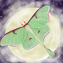 Polilla Actias luna. Een project van Digitale illustratie van Estefania Alarcon - 27.07.2022