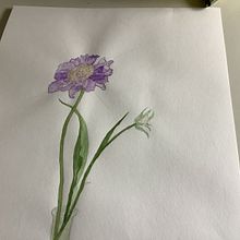 Scabiosa caucasica. Un progetto di Illustrazione tradizionale di marja_feelders - 01.08.2022