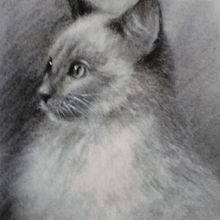 Ilustraciones de gatos.. Traditional illustration, Portfolio Development, Management, and Productivit project by Oscar Cerrato Vidal - 08.02.2022