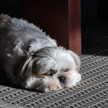 Mi proyecto del curso: Fotografía lifestyle de perros Ein Projekt aus dem Bereich Fotografie, Porträtfotografie, Fotografie für Instagram, Dokumentarfotografie, Lifest und le-Fotografie von Bianca Larrazabal Greppo - 02.08.2022