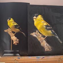 My project for course: Classical Oil Painting for Naturalist Bird Portraiture. Un projet de Beaux Arts, Peinture, Peinture à l'huile et Illustration naturaliste de nvlawlor - 02.08.2022
