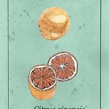 Mein Kursprojekt: Botanische Illustration: vom Skizzenbuch zum Druck . % Palinkas Cecilia tarafından hazırlanan Geleneksel illüstras, on, Eskiz çizimi, Çizim, Botanik İllüstras, on, Eskiz defteri, Mürekkep İllüstras, Ve onu projesi - 08.03.2022