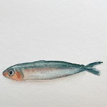 Anchovy. Traditional illustration, Painting, Watercolor Painting, and Naturalistic Illustration project by liztannehillcook - 08.02.2022