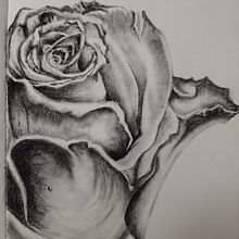 Rose. Traditional illustration project by lisam_zan - 08.04.2022
