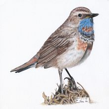 blue throat. Ilustração tradicional projeto de alzbeth - 06.08.2022