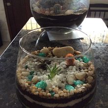 Meu projeto do curso: Arte vegetal: crie seu próprio terrário aberto . % Jaymisson Nicacio tarafından hazırlanan İç Tasarım, Pe, zaj Mimarisi, Dekoras, on, Kendin Yap, Ve Çiçek ve Bitki Tasarımı projesi - 08.08.2022