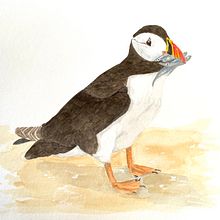 Puffin. Un progetto di Illustrazione tradizionale di Tina - 08.08.2022