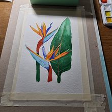 Mein Kursprojekt: Botanisches Aquarell: illustriere die Anatomie der Blumen. Un projet de Illustration traditionnelle, Beaux Arts, Peinture, Dessin, Aquarelle et Illustration botanique de sabrina_dragons - 07.08.2022