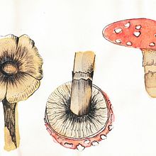 Minhas Aquarelas Botânicas. Projekt z dziedziny Trad, c, jna ilustracja, Malowanie akwarelą, R, sunek botaniczn i Sketchbook użytkownika Carol Callet - 09.08.2022
