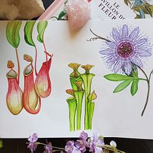 Mon projet du cours : Carnet naturaliste à l'aquarelle. Traditional illustration, Watercolor Painting, Botanical Illustration, Sketchbook, and Naturalistic Illustration project by jevana - 08.09.2022