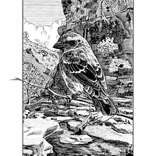 Mi proyecto del curso: Ilustración con tinta y plumilla: captura el mundo natural. Esboçado, Desenho, Desenho artístico, Sketchbook, Ilustração com tinta e Ilustração naturalista projeto de Begoña Blázquez Parro - 18.07.2022
