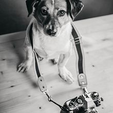 Il mio progetto del corso: Introduzione alla fotografia di cani. Projekt z dziedziny Fotografia, Fotografia portretowa, Fotografia stud, jna, Fotografia dokumentalna,  Fotografia lifest, le i Fotografia wnętrz użytkownika Elena Manca - 11.08.2022