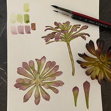 Mon projet du cours : Aquarelle botanique : illustrez l’anatomie des fleurs. Botanical Illustration, Traditional illustration, Fine Arts, Painting, Drawing, and Watercolor Painting project by Aurélie Feuvrier - 08.12.2022