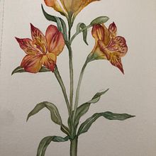 Mi proyecto del curso: Acuarela botánica: ilustra la anatomía de las flores. Un proyecto de Ilustración tradicional, Bellas Artes, Pintura, Dibujo, Pintura a la acuarela e Ilustración botánica de ma_teresa_21 - 11.08.2022