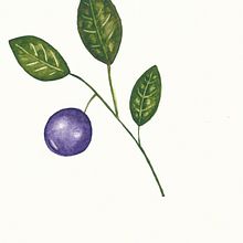 Mi proyecto del curso: Ilustración botánica con acuarela. Projekt z dziedziny Trad, c, jna ilustracja,  Sztuki piękne,  Malarstwo,  R, sunek, Malowanie akwarelą, R i sunek botaniczn użytkownika TDS - 15.08.2022