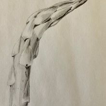 Graphite pencil. Fine Arts project by gigi_rocks - 08.18.2022