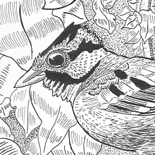 Mi proyecto del curso: Ilustración con tinta y plumilla: captura el mundo natural. Esboçado, Desenho, Desenho artístico, Sketchbook, Ilustração com tinta e Ilustração naturalista projeto de Juan Manuel Sánchez Franco - 19.08.2022