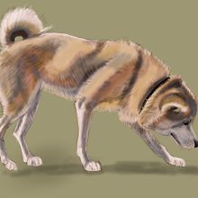 My project for course: Naturalist Animal Illustration with Procreate Ein Projekt aus dem Bereich Traditionelle Illustration, Digitale Illustration, Realistische Zeichnung und Naturalistische Illustration von Regina Raycheva - 19.08.2022