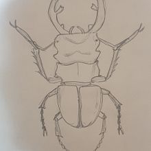 My project for course: Scientific Illustration for Pattern Design ( a stag beetle ). Een project van Traditionele illustratie, Patroonontwerp, Digitale illustratie y Naturalistische illustratie van Abdellrahman Ali Nour - 20.08.2022