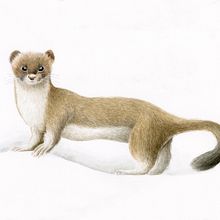 Meu projeto do curso: Ilustração científica de animais em aquarela. Projekt z dziedziny Trad, c, jna ilustracja, Malowanie akwarelą, R, sunek realist, czn, Ilustracja naturalist, czna,  R, sunek,  R, sunek atramentem i Teoria barw użytkownika Tiago Oliveira - 21.08.2022