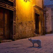 Un gato después de las cinco. Writing, Stor, telling, Communication, Narrative, and Non-Fiction Writing project by Lucy Catherine Garcia Zambrano - 08.24.2022
