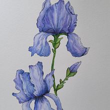 Il mio progetto del corso: Illustrazione della natura con acquerelli e penne . % Arianna Rebecchi tarafından hazırlanan Geleneksel illüstras, on, Güzel sanatlar, Tablo, Çizim, Sulubo, a Resim, Botanik İllüstras, Ve on projesi - 08.28.2022