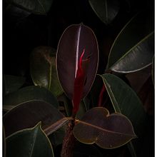 My Garden . Fotografi Seluler, Fotografi Luar Ruang, Dan Fotografi Instagram proyek oleh bonesharon - 08.30.2022