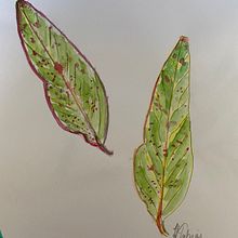 Leaves - My first watercolour attempt. Un projet de Illustration botanique , et Aquarelle de helen_371012 - 31.08.2022