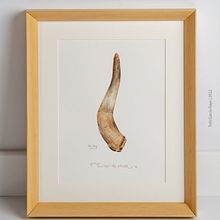 Cuerno de vaca. Serie acuarela "Agricultura biodinámica". Traditional illustration, Design, Arts, Crafts, Fine Arts, Graphic Design, Drawing, Watercolor Painting, Realistic Drawing, Artistic Drawing, Botanical Illustration, and Editorial Illustration project by Toñi García - 09.01.2022