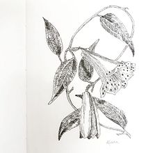 Flores com hachuras. Traditional illustration project by Mercia Liane Monteiro - 07.31.2021