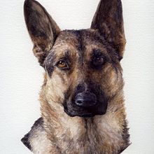 Watercolor Pet Portrait. Projekt z dziedziny Trad, c, jna ilustracja,  Sztuki piękne,  Malarstwo, Malowanie akwarelą, Portret, R, sunek realist, czn, Ilustracja naturalist i czna użytkownika Megan Truax - 03.09.2022