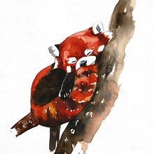 Panda Rojo. Un progetto di Illustrazione tradizionale, Belle arti, Social media, Disegno, Pittura ad acquerello, Gestione di un portfolio, Disegno artistico, Disegno realistico, Disegno di ritratti, Instagram e DIY di Claudia Acosta García - 05.09.2022