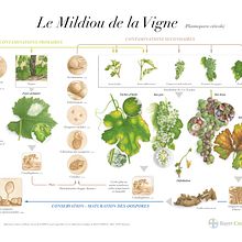 Projets d'illustrations botaniques scientifiques. Een project van  Botanische illustratie y Aquarelschilderen van Vincent Jeannerot - 05.09.2022