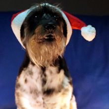 La mascota de Papá Noel. Un proyecto de Fotografía Lifest y le de Martina Olhaberriet - 08.12.2020