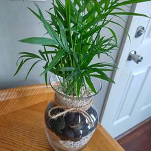 Meu projeto do curso: Decoração afetiva com plantas em interiores . % Marli souza tarafından hazırlanan İç Tasarım, Pe, zaj Mimarisi, Dekoras, on, İç Dekoras, on, Kendin Yap, Çiçek ve Bitki Tasarımı, Ve Mekansal Tasarım projesi - 09.09.2022