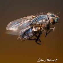 Mi proyecto del curso: Introducción a la fotografía macro. Een project van Fotografie, Productfotografie, Studiofotografie y Digitale fotografie van Fernando Angiolini - 09.09.2022