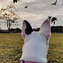 ABBA, the white Boston Terrier. Photograph project by Gabriela Hernandez - 09.12.2022