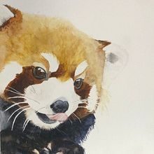 Retratos expresivos de animales en acuarela Ein Projekt aus dem Bereich Traditionelle Illustration, Aquarellmalerei, Realistische Zeichnung und Naturalistische Illustration von Jessica Garcia - 09.09.2022