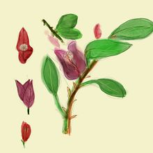 My project for course: Botanical Illustration with Watercolors. Un proyecto de Ilustración tradicional, Bellas Artes, Pintura, Dibujo, Pintura a la acuarela e Ilustración botánica de Masha Fedotov - 13.09.2022