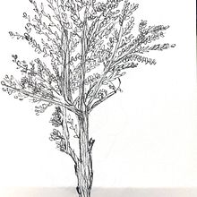 DIBUJO ÁRBOL 1BA . % Ivet Martínez tarafından hazırlanan Geleneksel illüstras, Ve on projesi - 09.15.2022