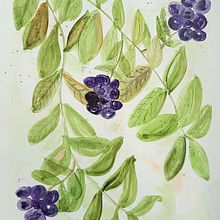 My project for course: Artistic Floral Watercolor: Connect with Nature. Traditional illustration, Painting, Watercolor Painting, Botanical Illustration, Color Theor, Arts, and Crafts project by Phyllis Jovich - 09.14.2022