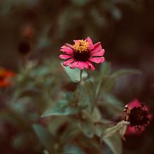 Mi proyecto del curso: Fotografía para principiantes: descubre tu cámara digital. Un proyecto de Fotografía, Fotografía digital y Composición fotográfica de Hary Rios - 19.09.2022