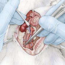 Microsurgery of a Rat. Un proyecto de Ilustración tradicional, Dibujo a lápiz e Ilustración naturalista				 de Ella Nitters - 19.09.2022