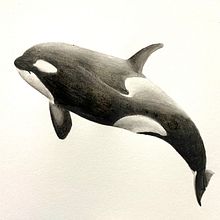 My project for course: Naturalist Illustration Techniques: Whales in Watercolor. Pintura projeto de Buffy Weiss - 20.09.2022