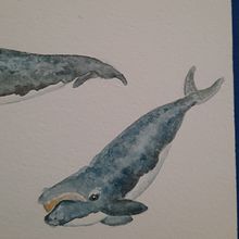 My project for course: Naturalist Illustration Techniques: Whales in Watercolor. Un progetto di Pittura ad acquerello di Logan McMillan - 20.09.2022
