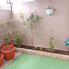Mi proyecto del curso: Diseño de espacios verdes para mi jardin. L, scape Architecture, Floral, Plant Design, and Spatial Design project by a_aguilerarojas - 08.23.2022
